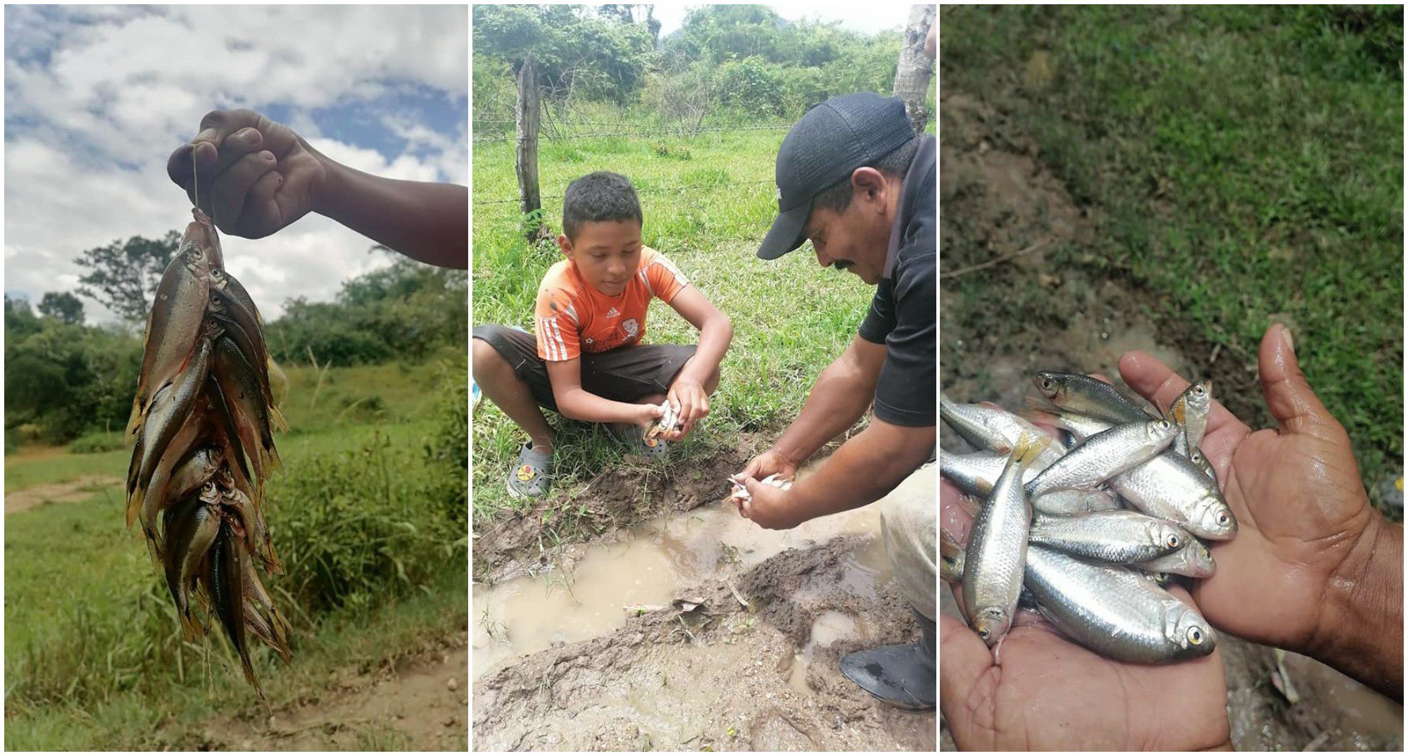 Hondureños reportaron la lluvia de peces en Yoro este lunes