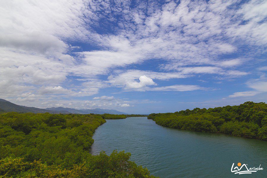 Día internacional del Manglar