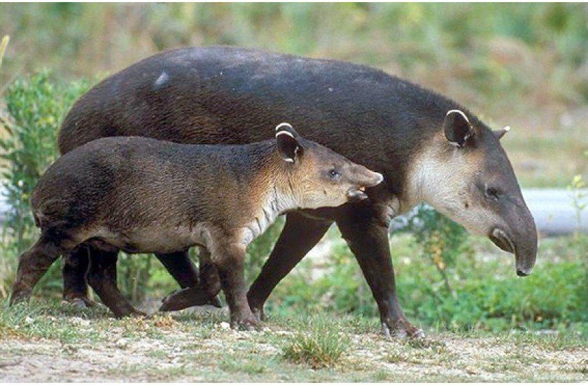 Tapir o Danto mamífero en Honduras