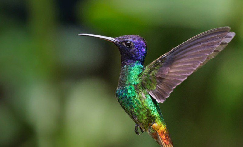 El Colibrí Esmeralda única ave endémica de Honduras