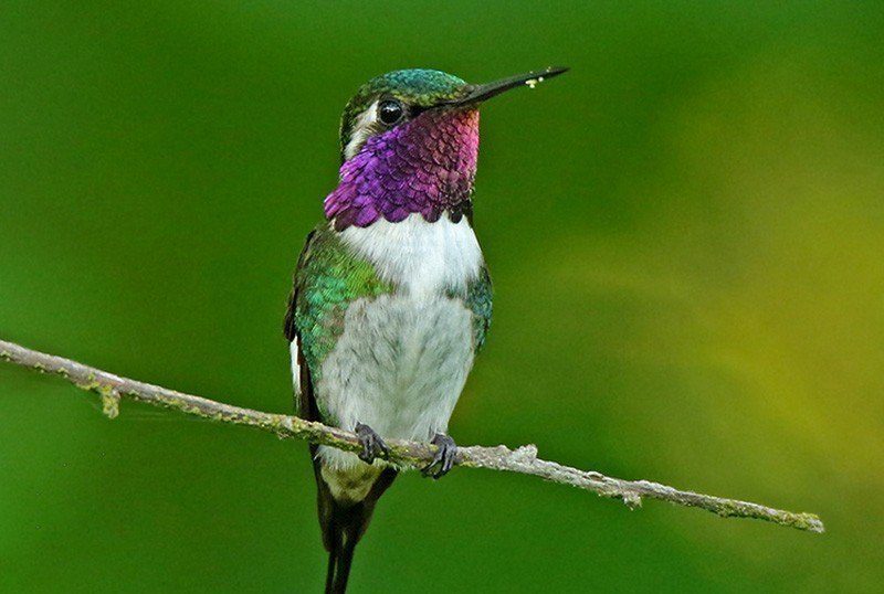 El Colibrí Esmeralda única ave endémica de Honduras
