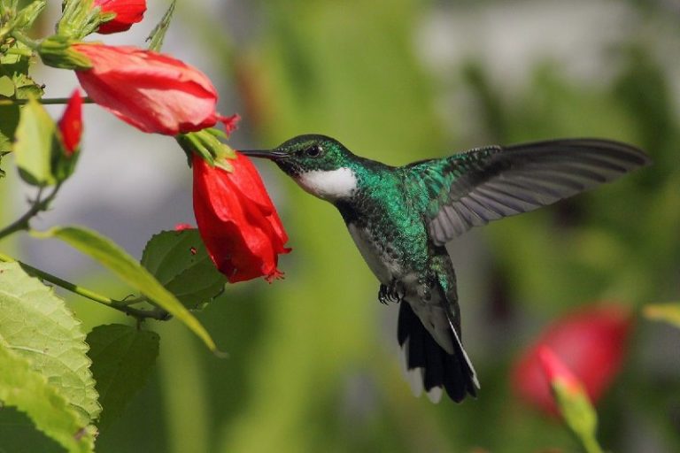El Colibrí Esmeralda única ave endémica de Honduras