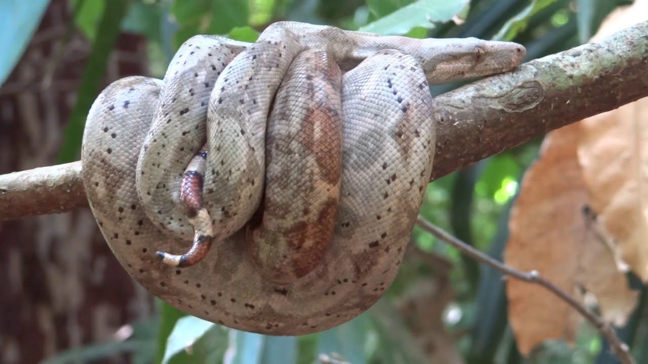 La Boa Rosa de Cayos Cochinos