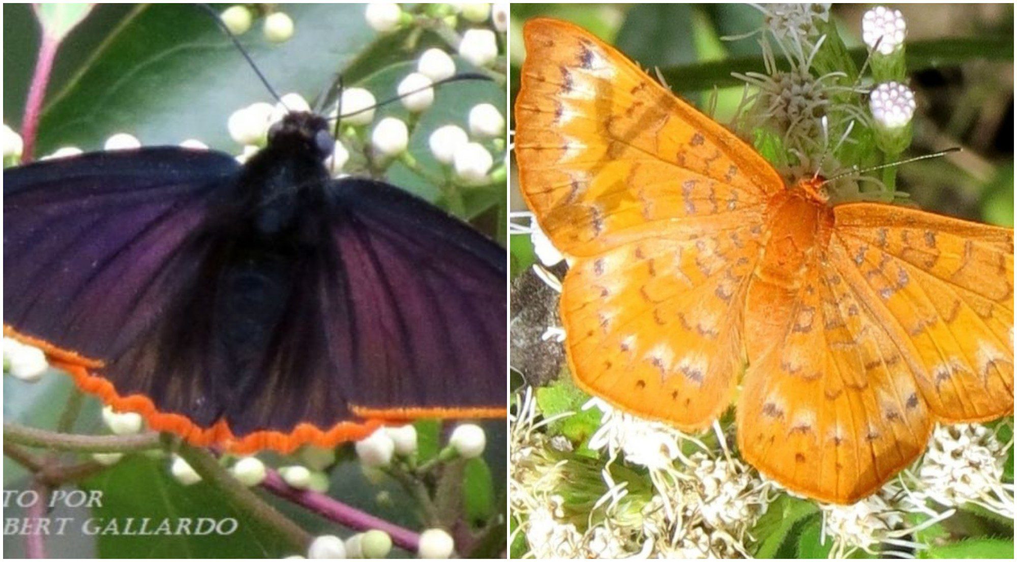 Hallan dos nuevas especies de mariposas en Honduras
