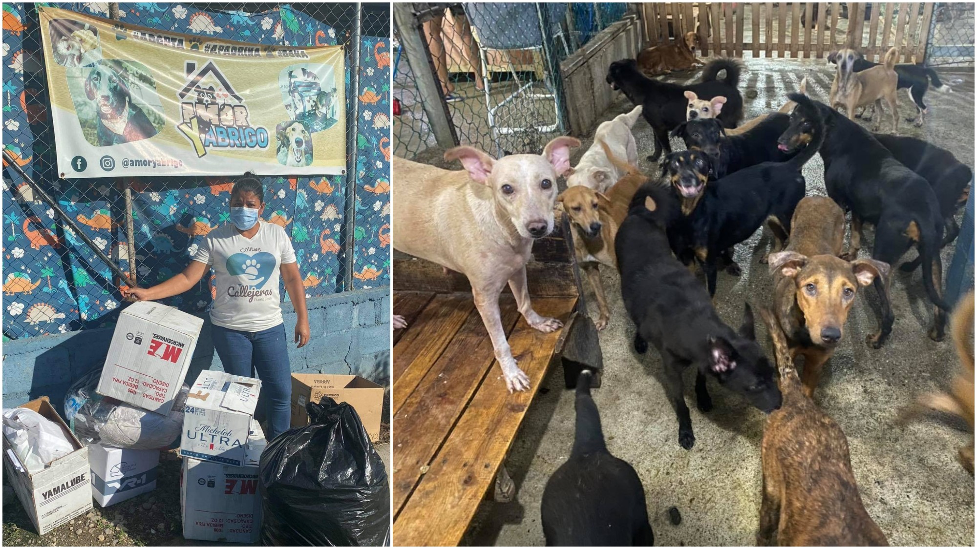 Refugio Amor y Abrigo realizan recolecta para animales de Guanaja