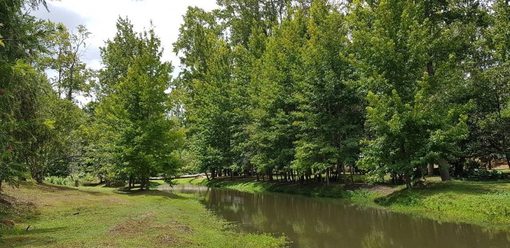 bosque pinos