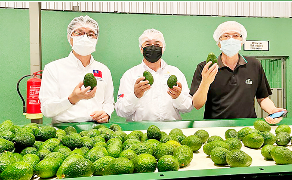 Exportan primer contenedor de aguacate hondureño a Singapur