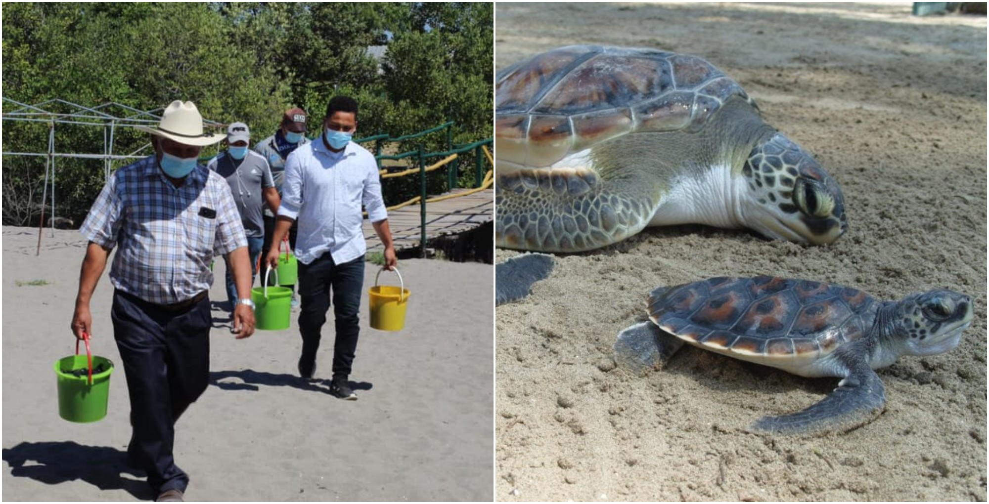 Participa en la liberación de la Tortuga Golfina en la playa El Venado