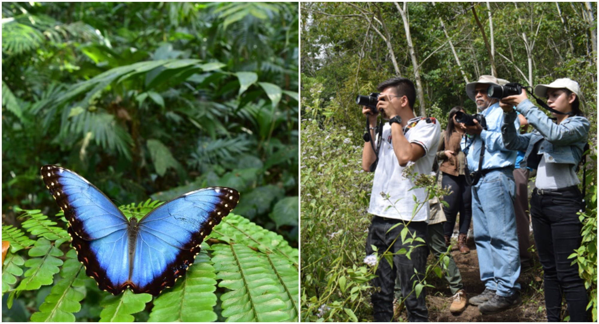 El 3er Festival de las Mariposas será del 5 al 9 de enero de 2022