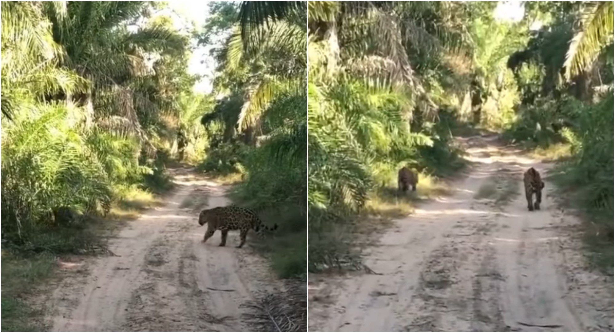 Captan en vídeo a dos jaguares paseando en Colón