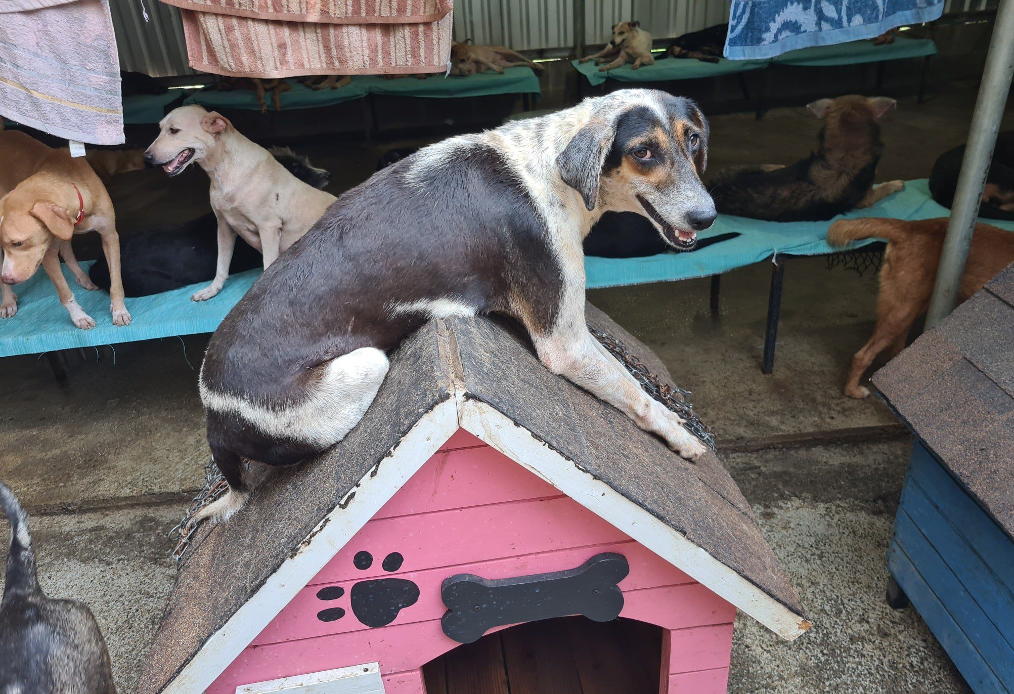 Refugio Amor y Abrigo te invita a apadrinar a un perrito o gato