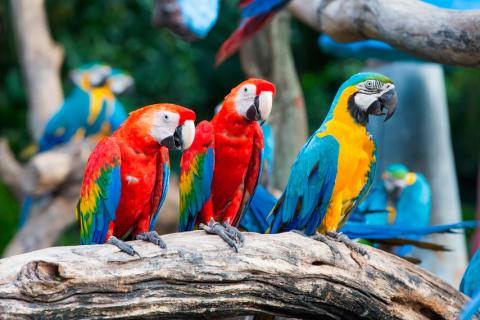 Conoce qué otras especies de Guacamayas habitan en Honduras