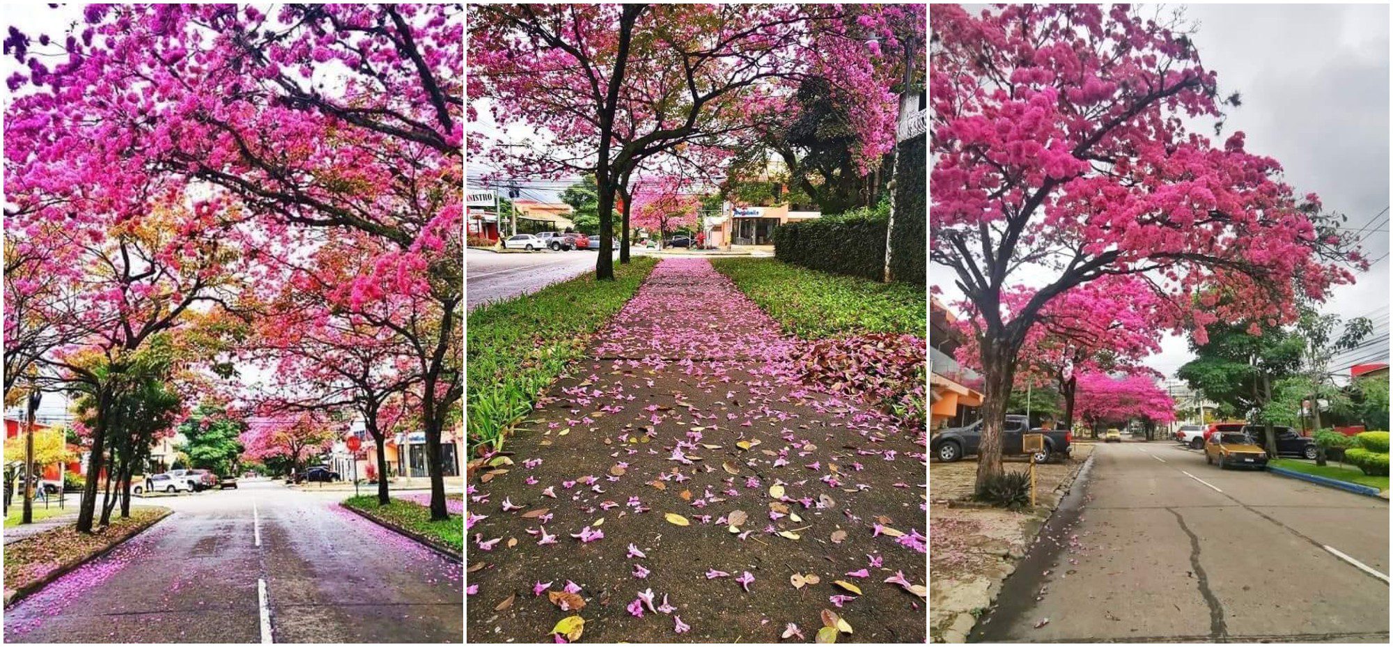 Macuelizos adornan las calles de San Pedro Sula en Honduras