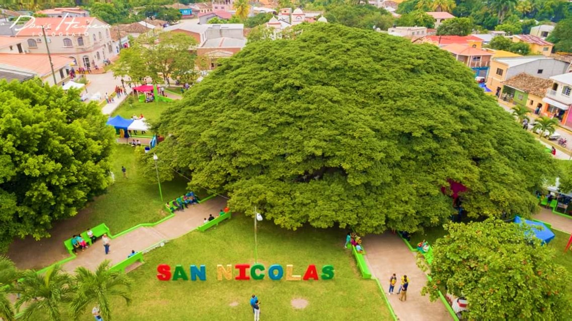 Árbol de Anacahuite, una joya de San Nicolás