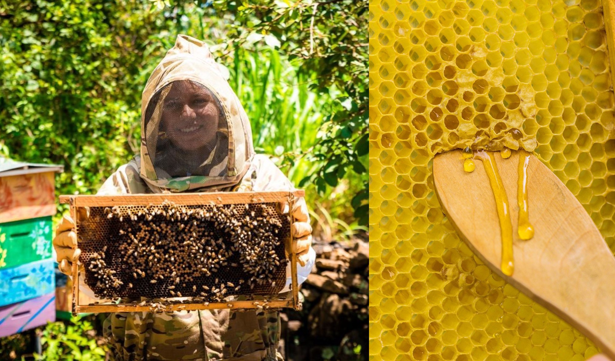 Miel Trigona te invita a vivir la experiencia de ser apicultor por un día