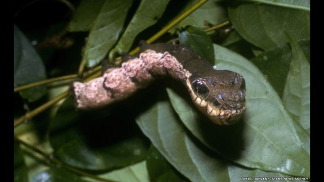 Conoce la oruga serpiente, un increíble insecto endémico de Honduras