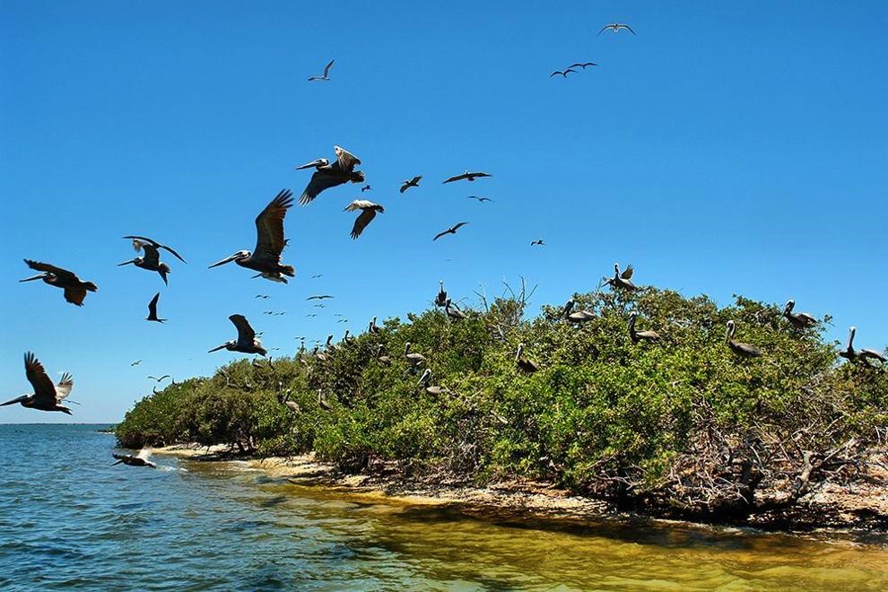 Isla de los Pájaros en San Lorenzo, Valle