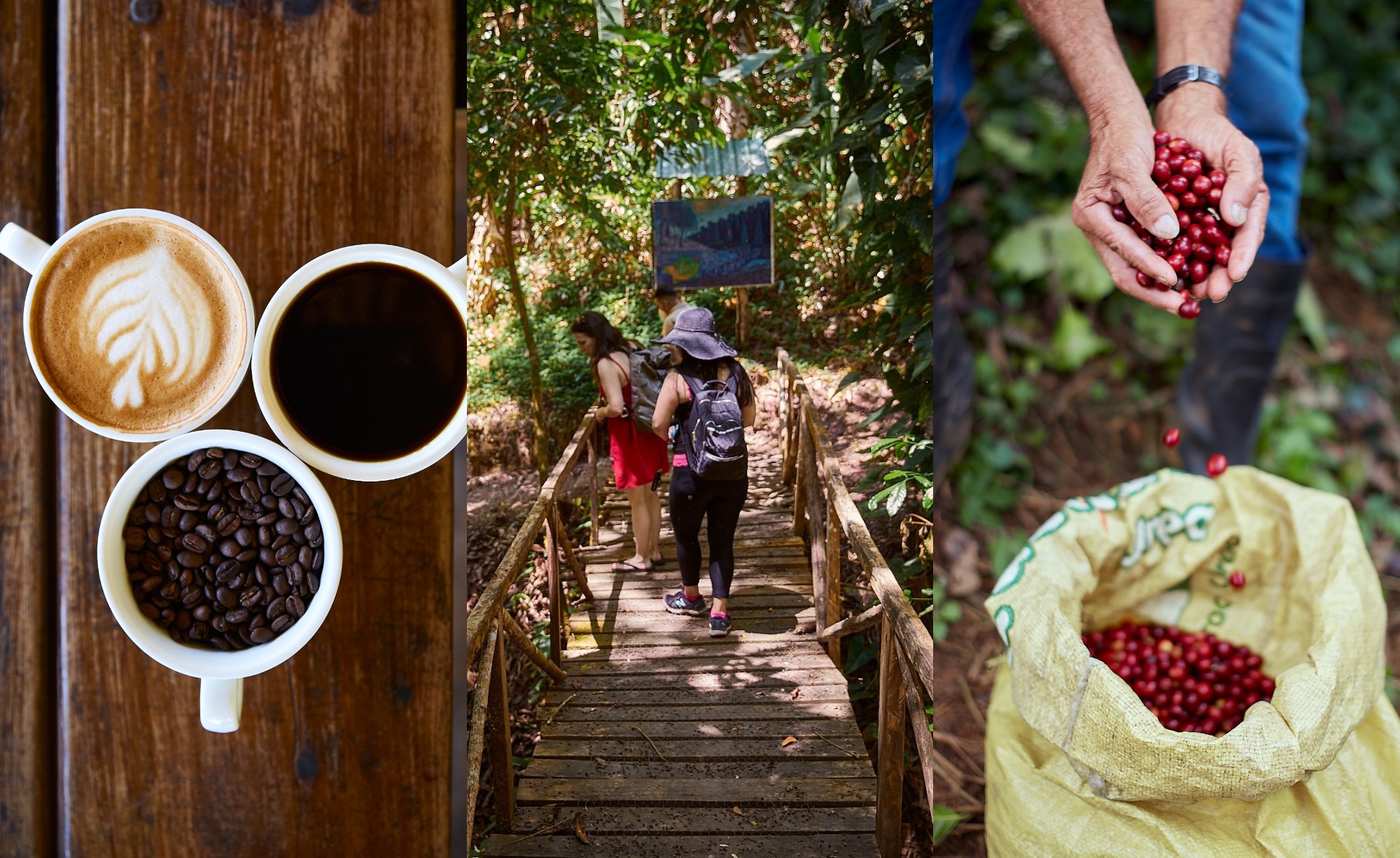 Tour del Café en Finca Santa Isabel, Copán