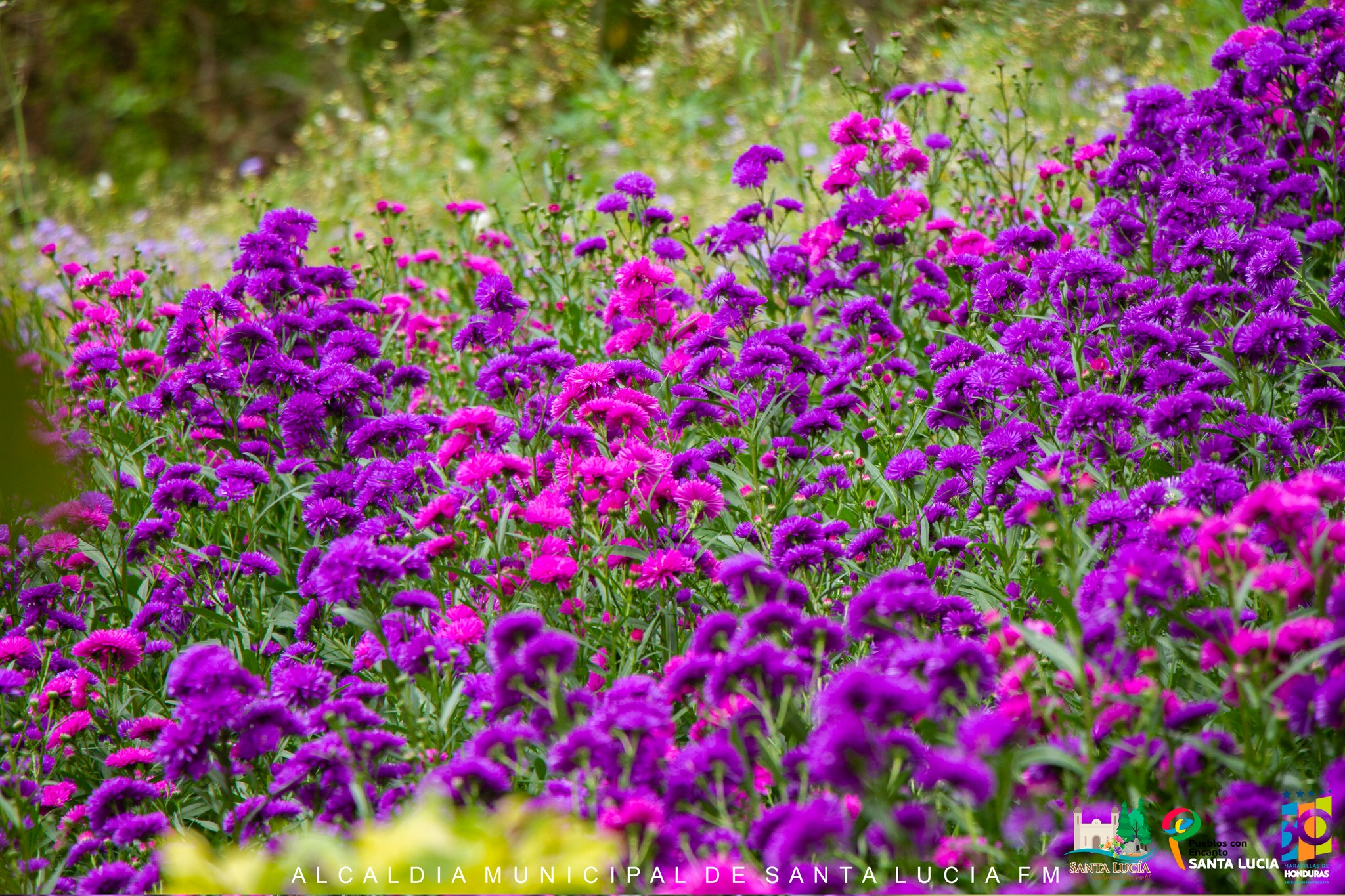 Festival de las Flores en Santa Lucía