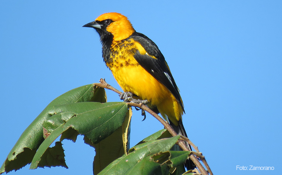 ASHO invita a hondureños a participar en concurso de fotografía de aves