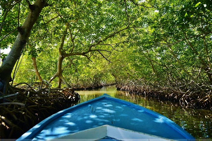 Paseo por los Manglares de Jonesville y Oak Ridge en Roatán