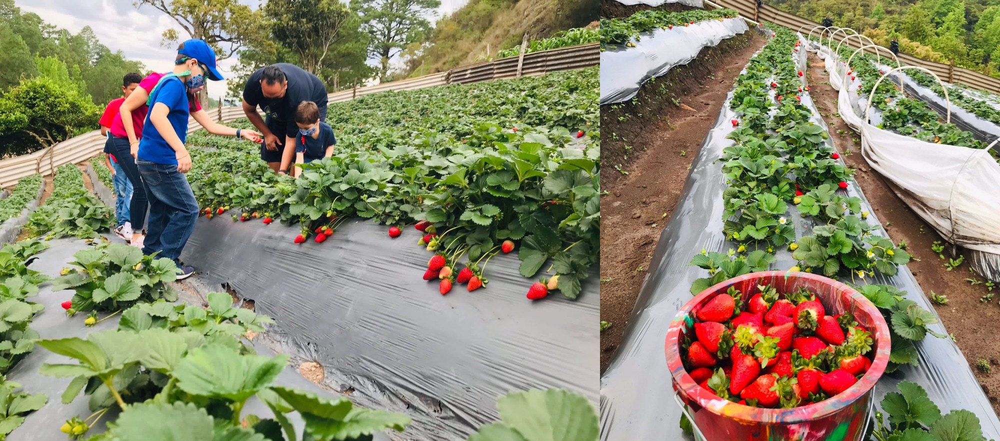 Finca Santa Elena La Tigra, un lugar para recolectar fresas