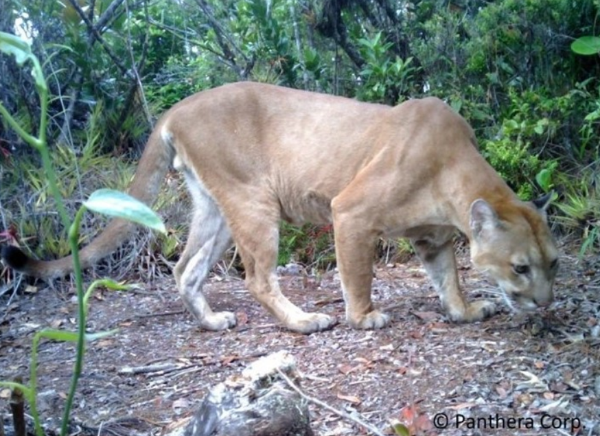Captan por primera vez a un puma en un parque nacional de Honduras