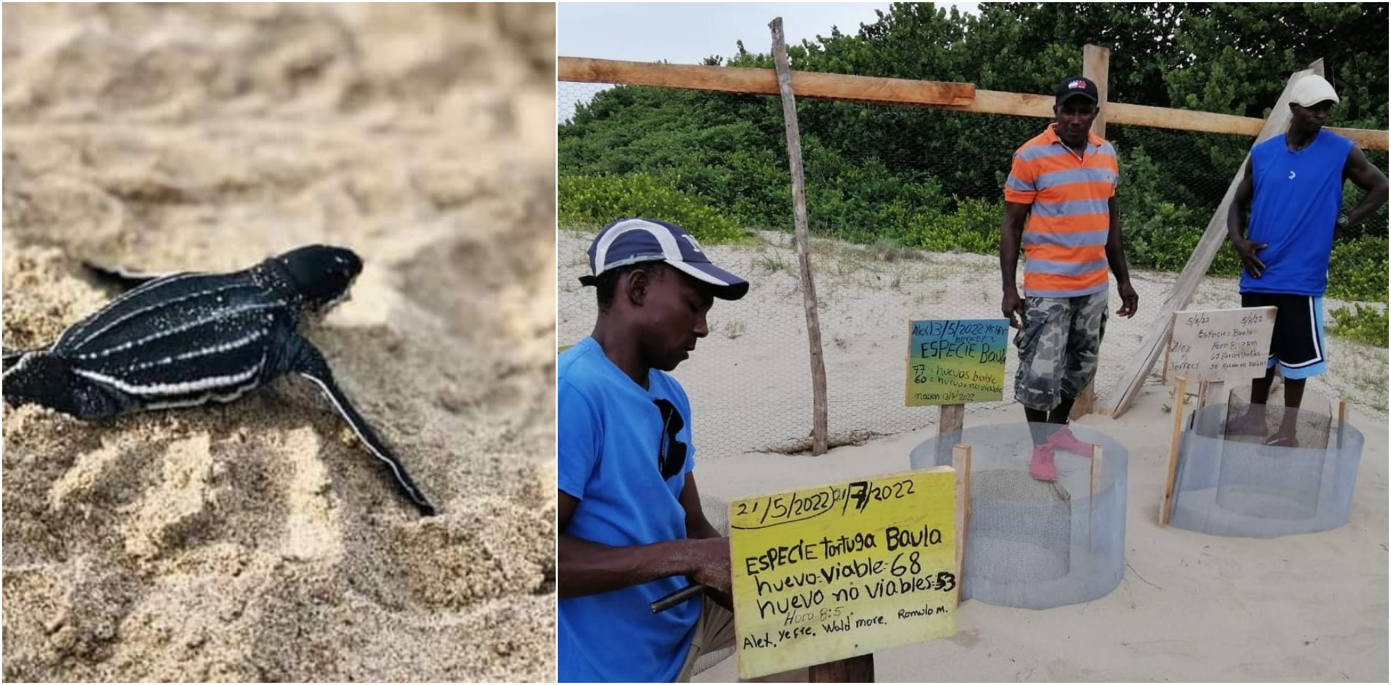 Liberan 30 tortugas de la especie Baula en Cusuna, Colón