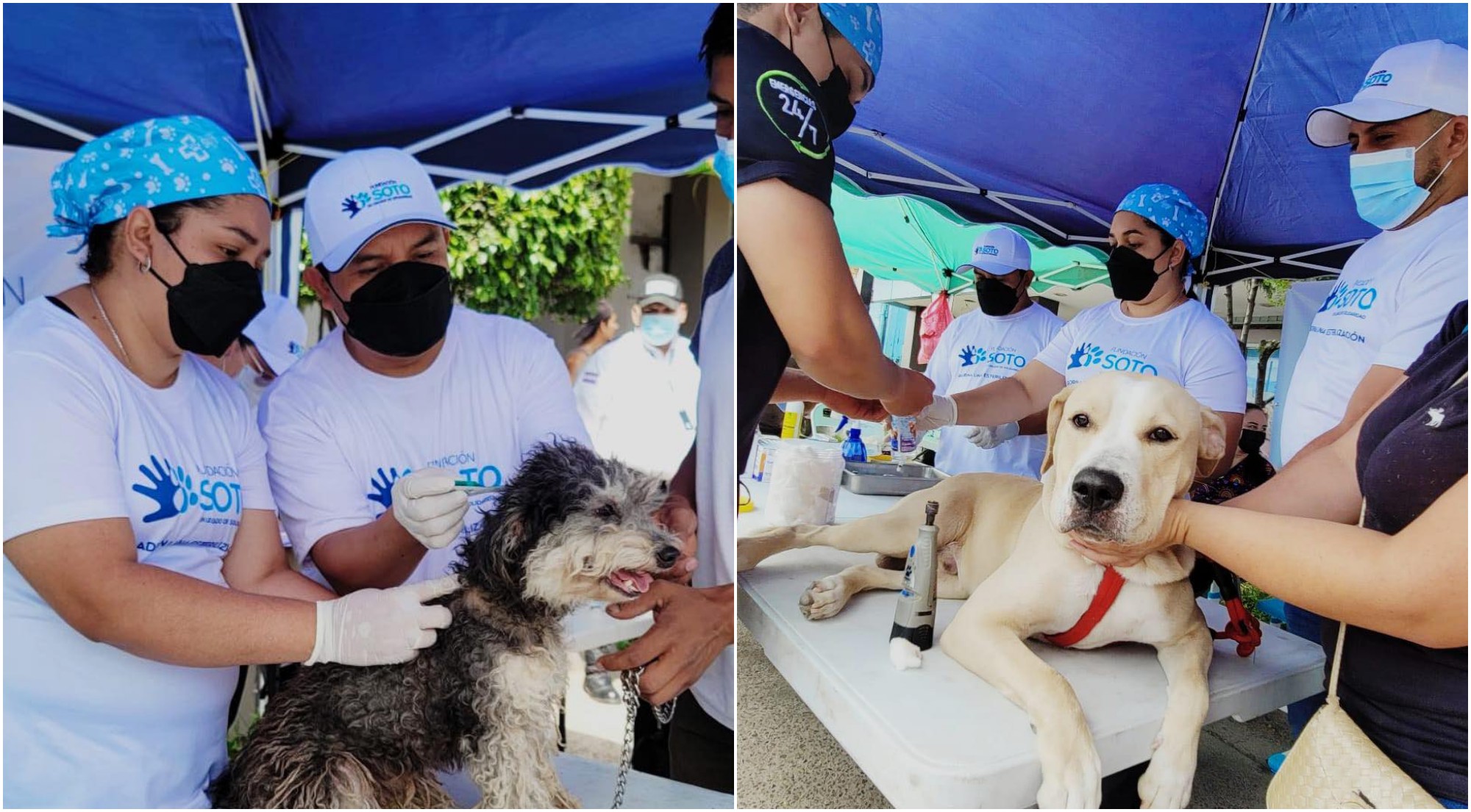 Fundación Soto y Patitas UNAH harán una brigada gratis para mascotas