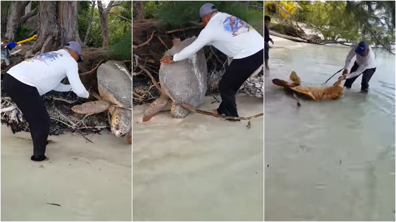 Hondureño rescata una tortuga verde que estaba en peligro en Utila