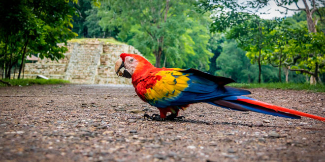 Festival de Aves en la ciudad de Santa Rosa de Copán