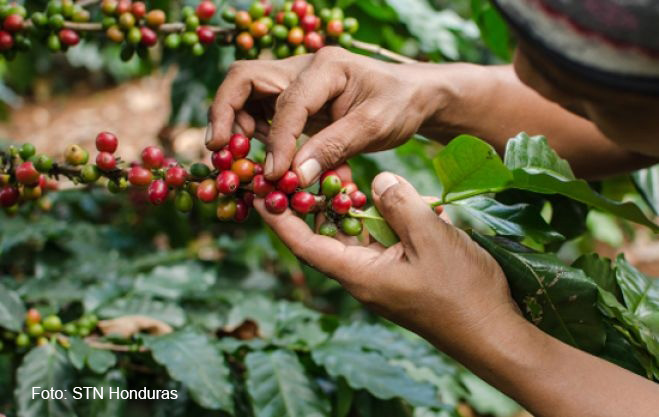 Café hondureño alcanza cifra récord en subasta internacional