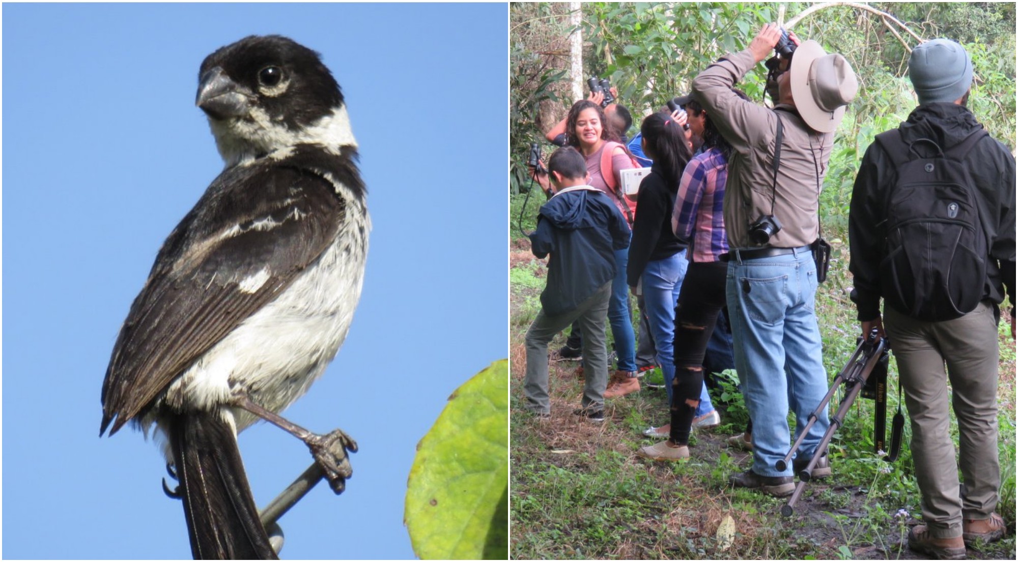 Santa Rosa de Copán celebrará el primer Festival de Aves