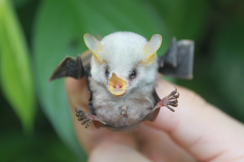 Animal Planet destaca el murciélago blanco de Honduras en su Instagram