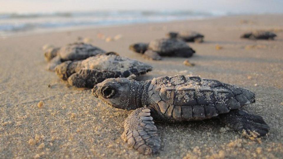 Inicia el período de Veda obligatoria en la zona del Golfo de Fonseca