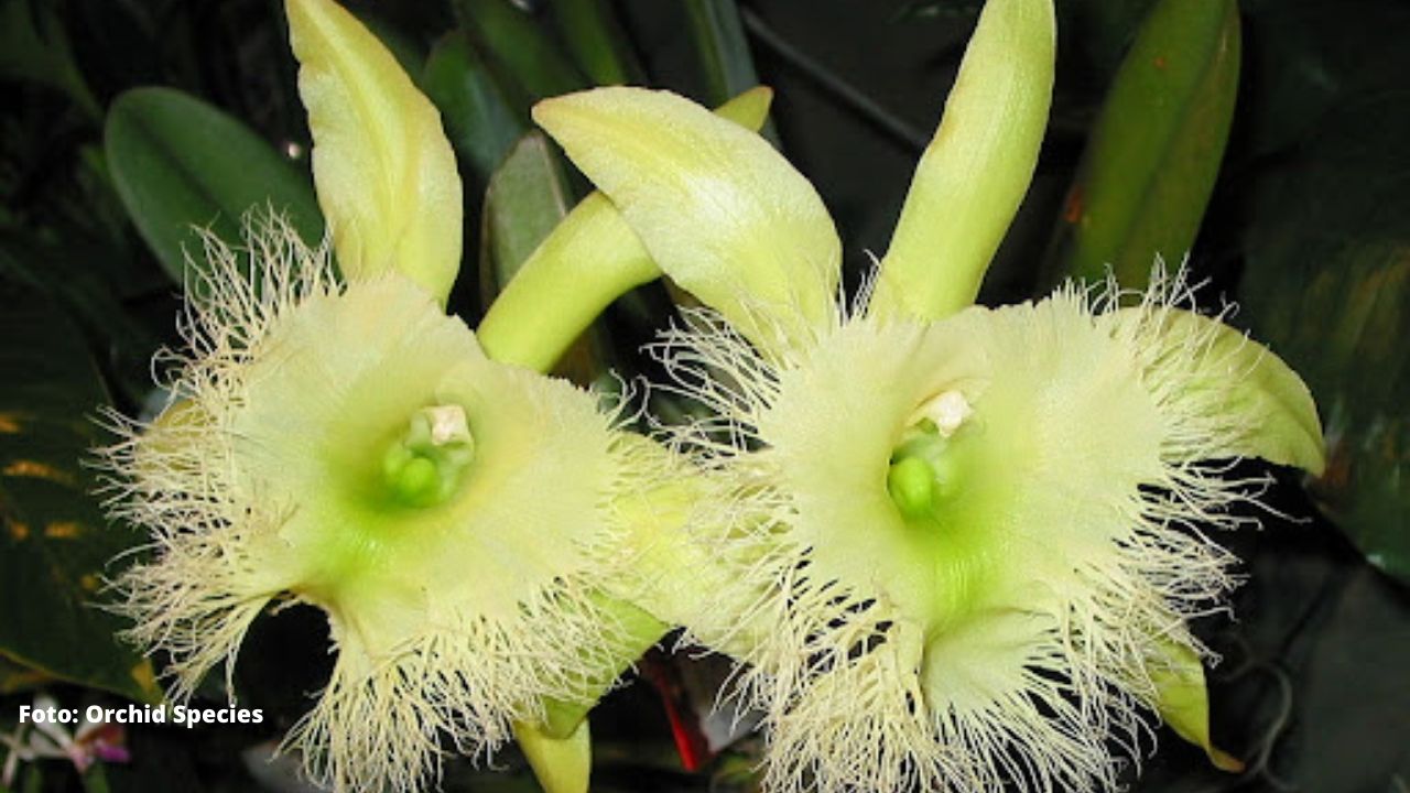 Hondureño elabora catálogo de taxonomía sistemática de las orquídeas