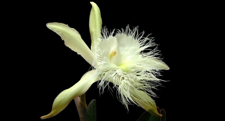 25 de noviembre Día de la Flor Nacional de Honduras