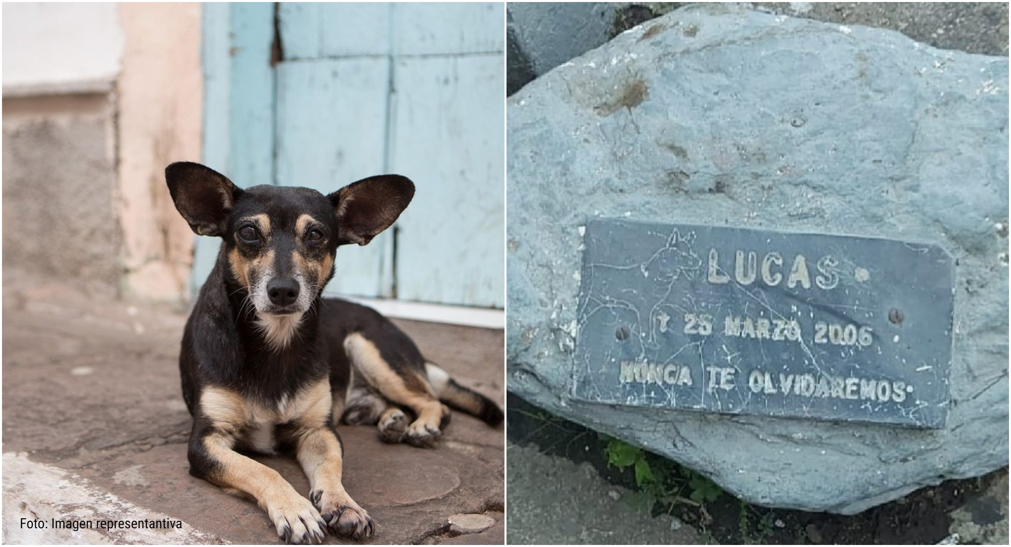 Lucas, el perrito callejero hondureño que tiene su propia lápida
