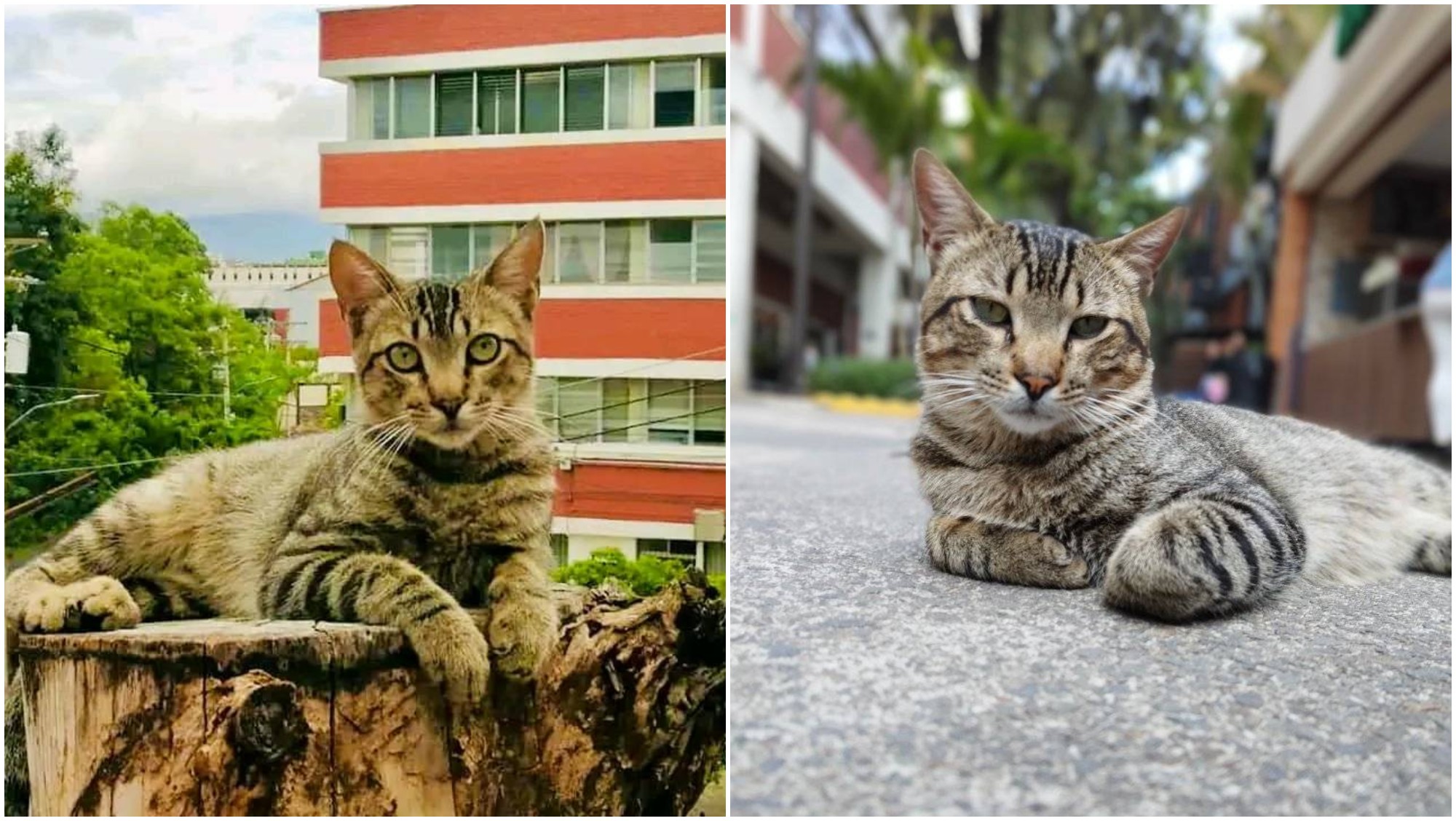 Pitágoras, el gatito que enamora a todos los miembros de la UPNFM