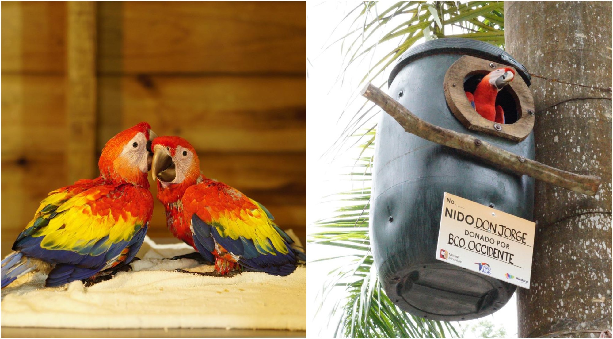 Macaw Mountain invita a hondureños a apadrinar un nido