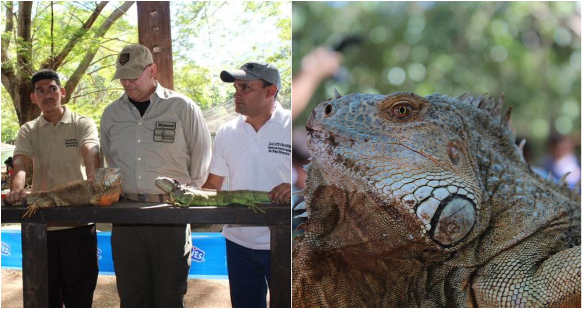 Fundación Miguel Facussé liberó mil iguanas en la Isla de Zacate Grande
