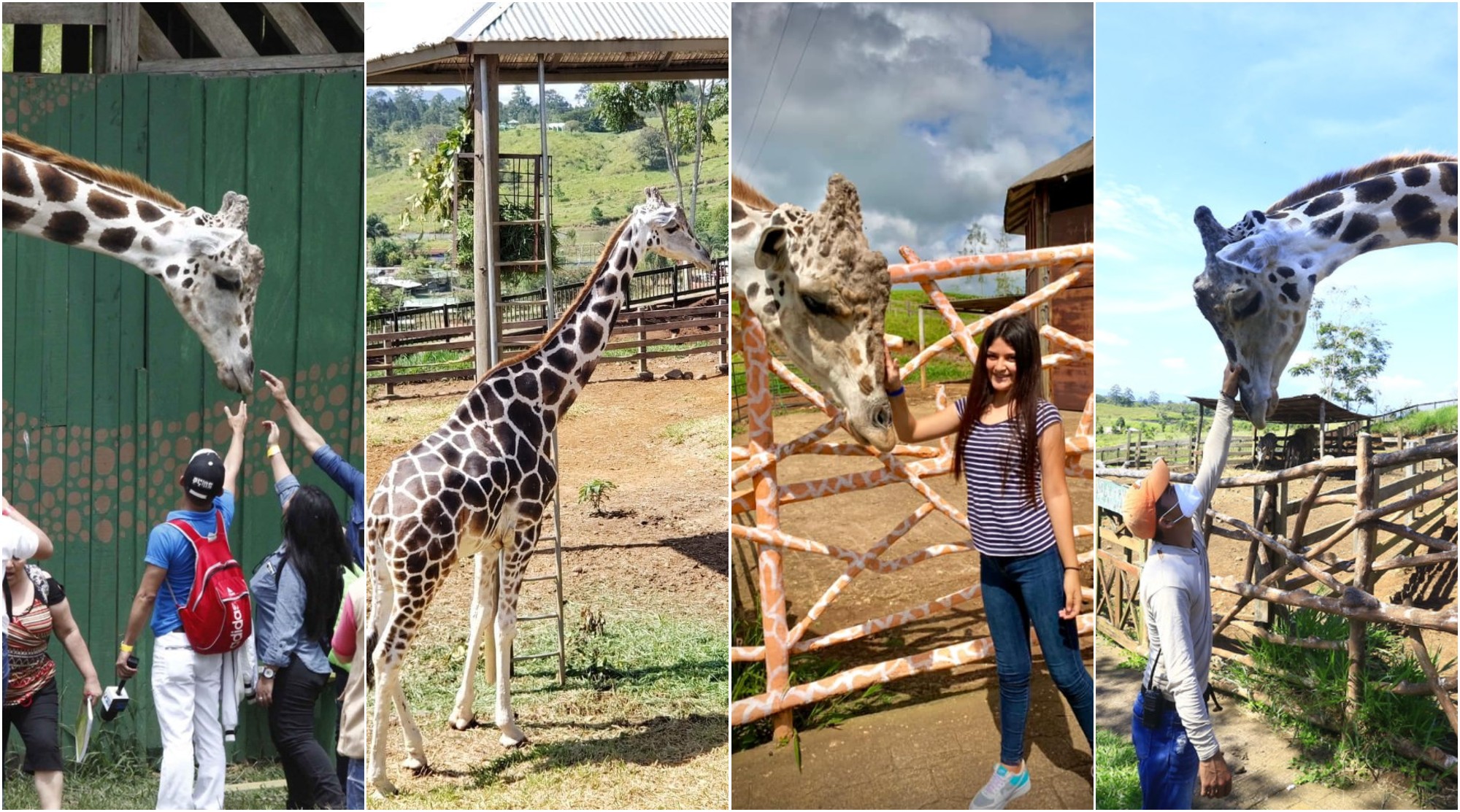 Hondureños comparten fotografías con la jirafa de Honduras «Big Boy»