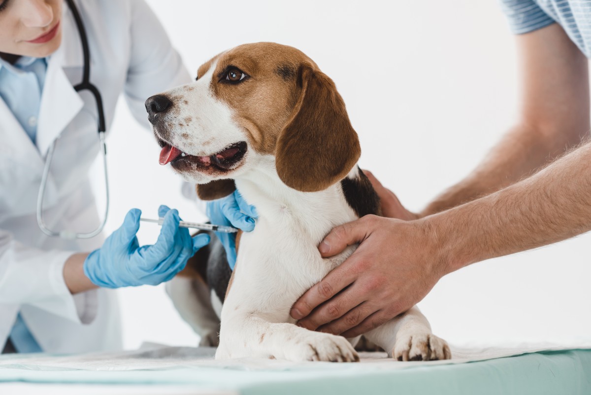 Dónde vacunar a tus mascotas gratuitamente en San Pedro Sula