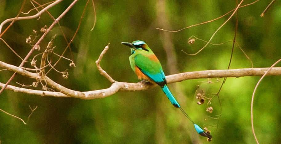 El Motmot, una hermosa ave que predomina en Honduras