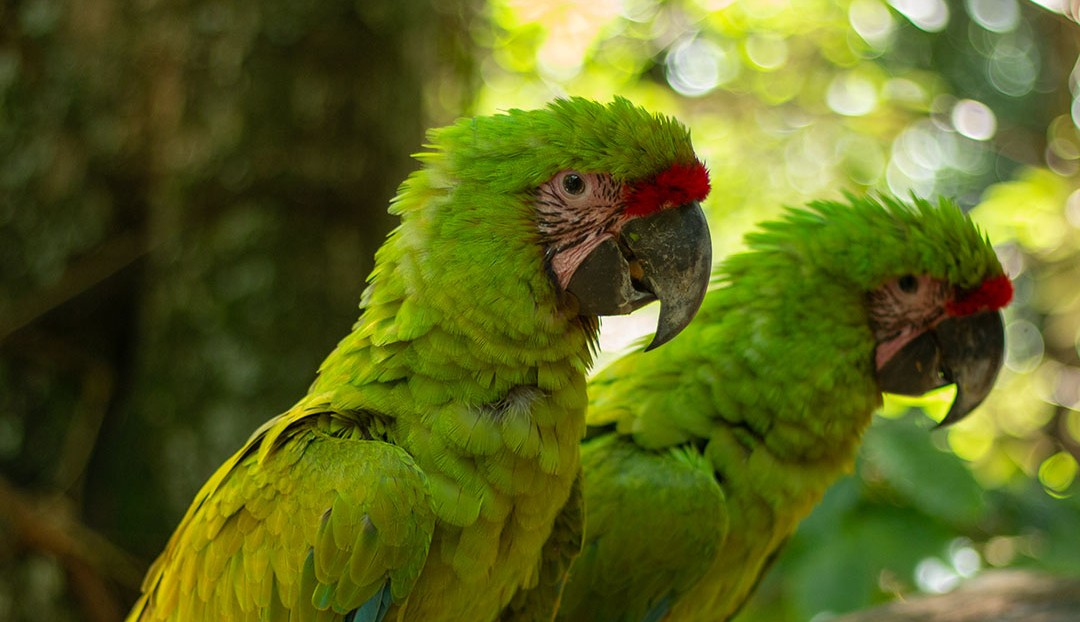 Conoce a los primeros polluelos de guacamaya verde nacidos bajo condiciones controladas en Honduras