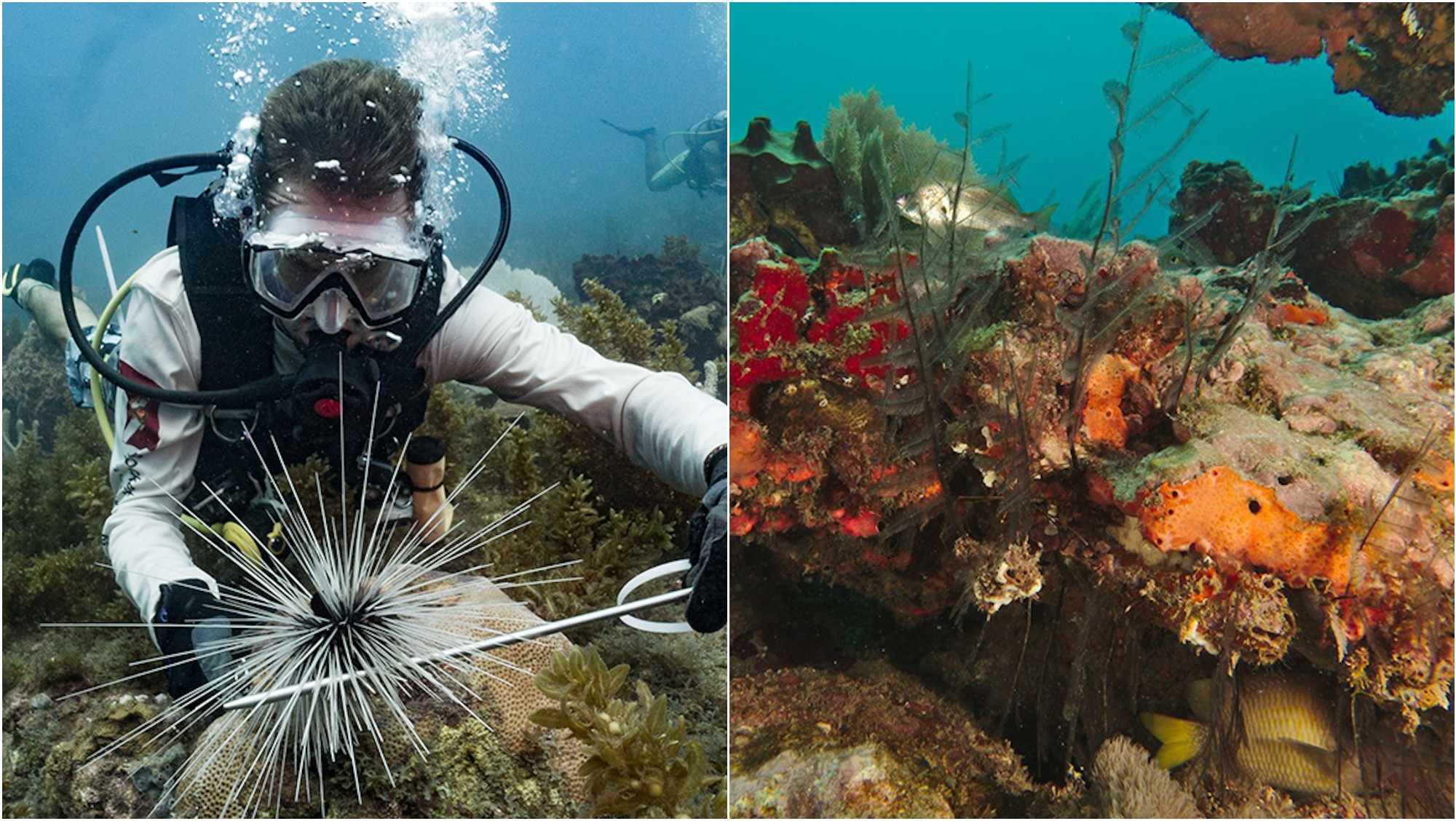 Revista Internacional Nautilus destaca misterio del arrecife de coral saludable de la Bahía de Tela