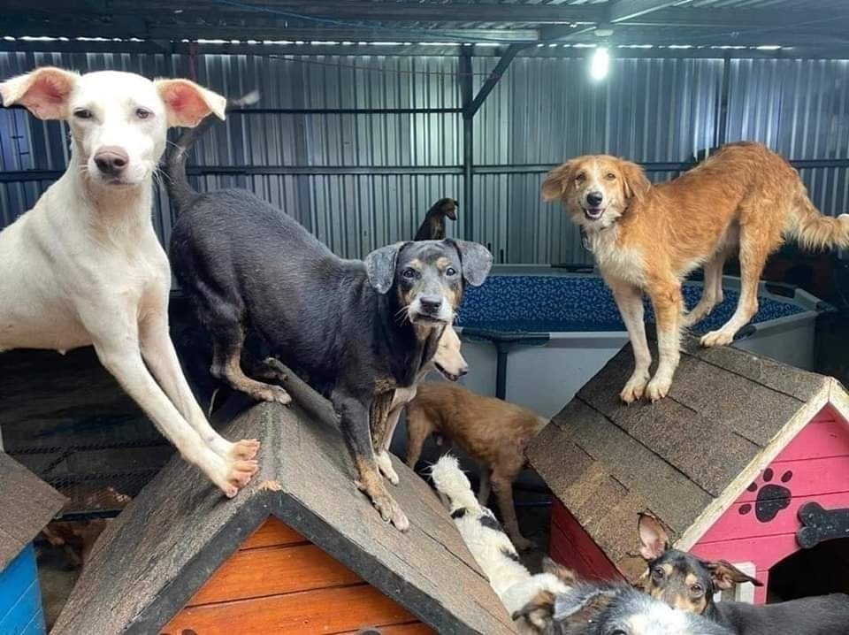 Refugio Amor y Abrigo realiza recolecta de comida para animales en Honduras