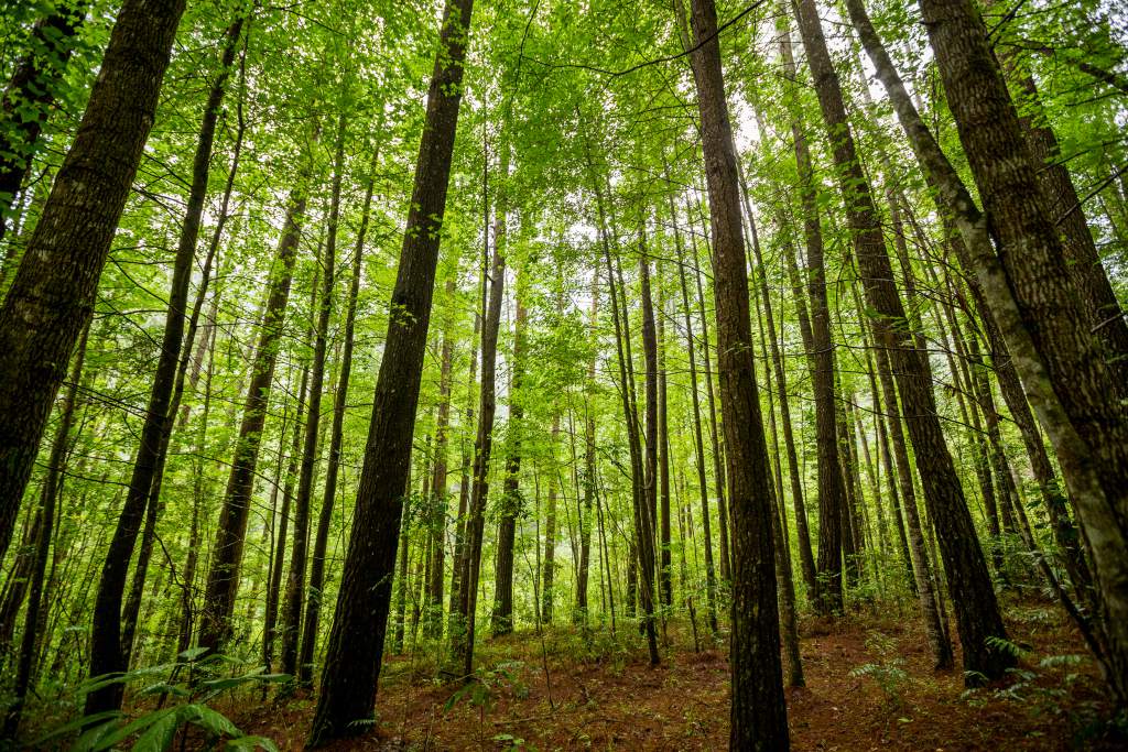 Día Internacionales de los Bosques