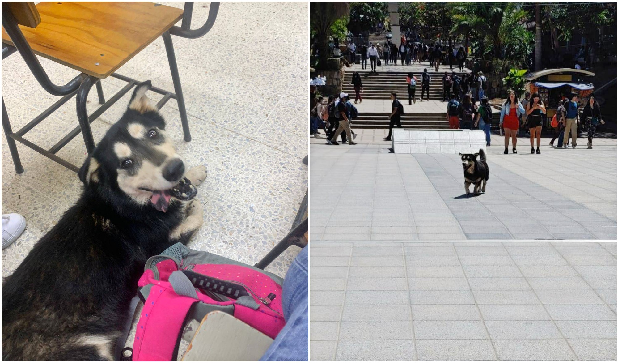 «Chaparro» el perrito que se ha ganado el cariño de la UNAH