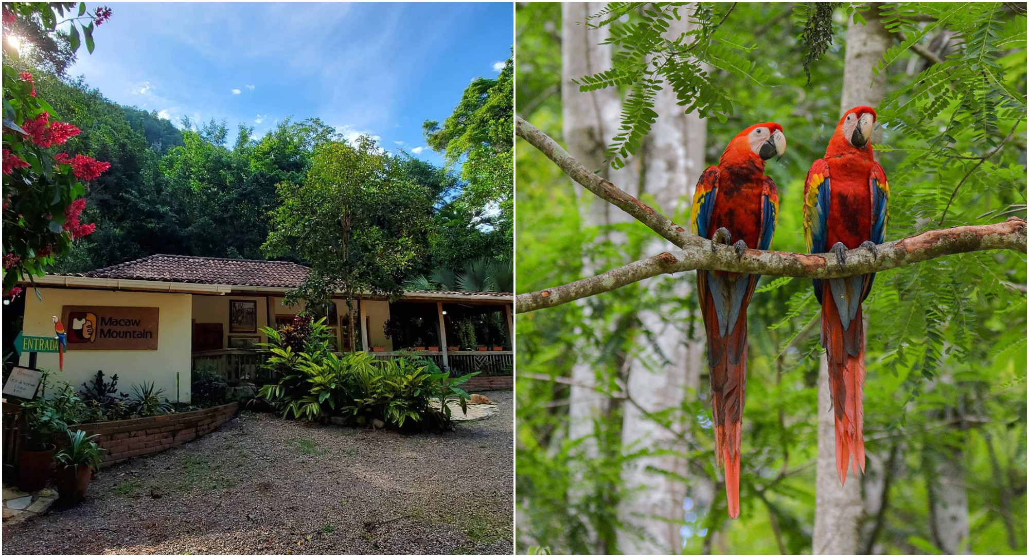 Macaw Mountain convoca artistas hondureños para un mural